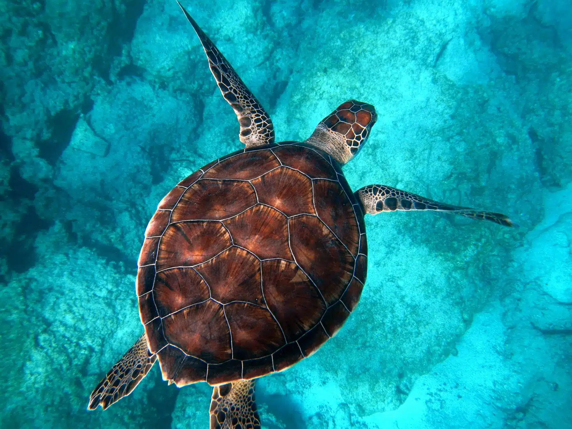 Turtle Trading